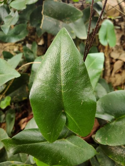 Parahemionitis arifolia, photographed by Chayant Gonsalves