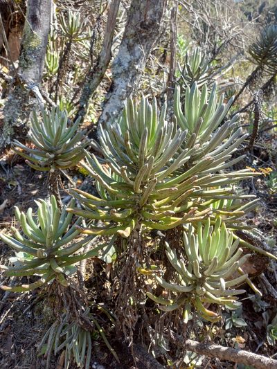 Caputia pyramidata, photographed by Christiaan Viljoen