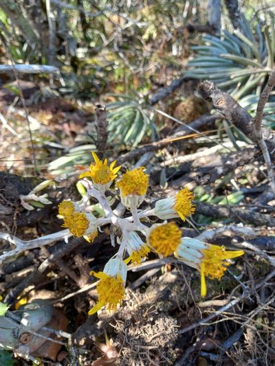 Caputia pyramidata, photographed by Christiaan Viljoen