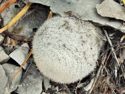 Mammillaria candida, photographed by amantedarmanin