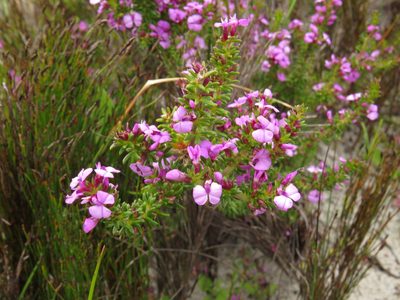 Muraltia pageae, photographed by Jeremy Gilmore
