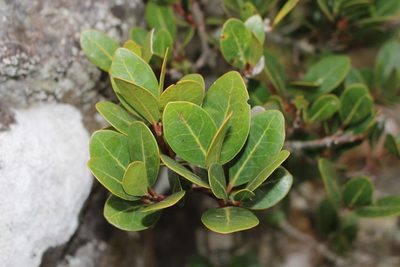 Apodytes abbottii, photographed by Brian du Preez