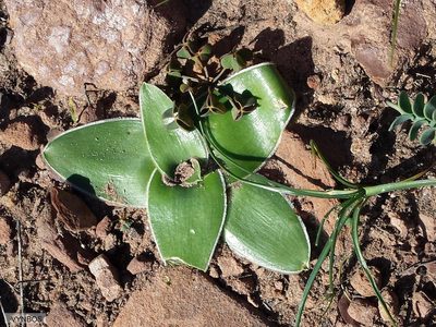 Rhadamanthus ciliatus, photographed by Chris Vynbos
