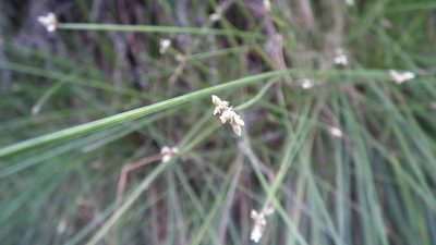 Ficinia sylvatica, photographed by Shaun Swanepoel