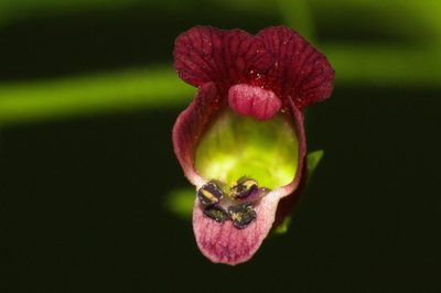 Scrophularia peregrina, photographed by Fernando Sessegolo