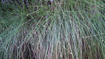 Ficinia sylvatica, photographed by Shaun Swanepoel