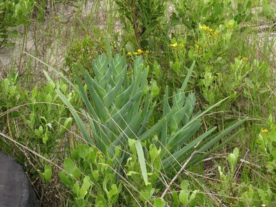 Ferraria crispa, photographed by Jeremy Gilmore