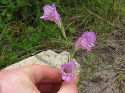 Gladiolus carinatus, photographed by Jeremy Gilmore
