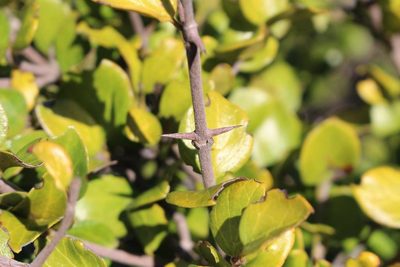 Canthium vanwykii, photographed by Brian du Preez
