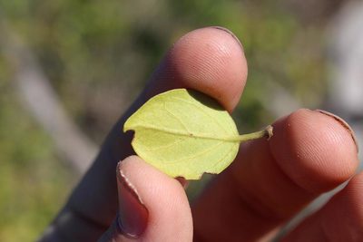 Canthium vanwykii, photographed by Brian du Preez
