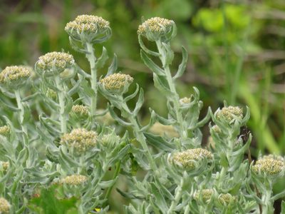 Helichrysum dasyanthum, photographed by Jeremy Gilmore
