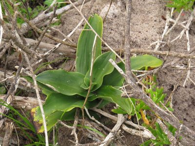 Bonatea speciosa, photographed by Jeremy Gilmore