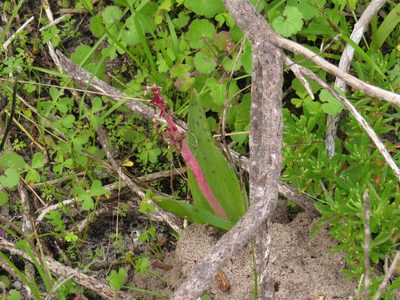 Lachenalia bulbifera, photographed by Jeremy Gilmore