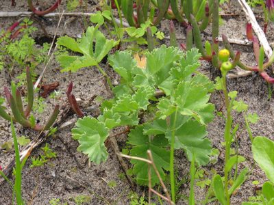 Pelargonium gibbosum, photographed by Jeremy Gilmore