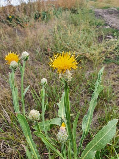 Centaurea chartolepis, photographed by Анна Митрошенкова