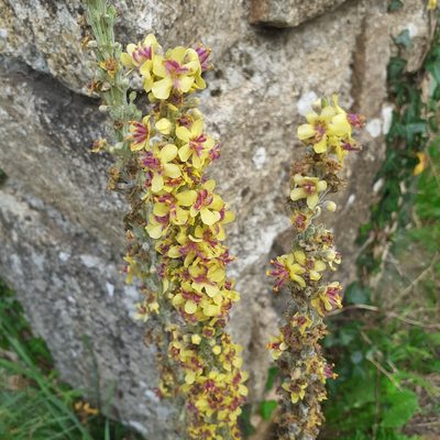 Verbascum nigrum, photographed by bogsuckers