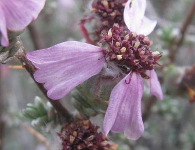Eriocephalus eximius, photographed by douglaseustonbrown