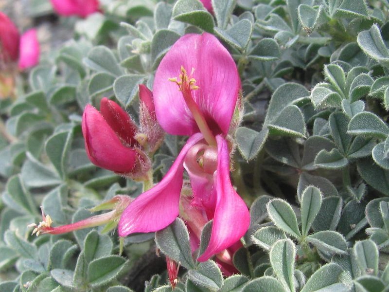 Indigofera hantamensis, photographed by douglaseustonbrown