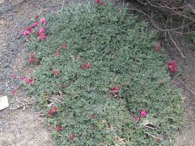 Indigofera hantamensis, photographed by douglaseustonbrown