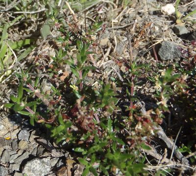 Nenax microphylla, photographed by Nicola van Berkel