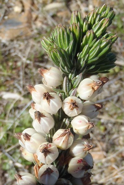Erica grisbrookii, photographed by Nicola van Berkel