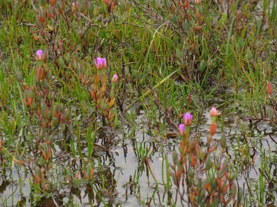 Lampranthus calcaratus, photographed by Jeremy Gilmore