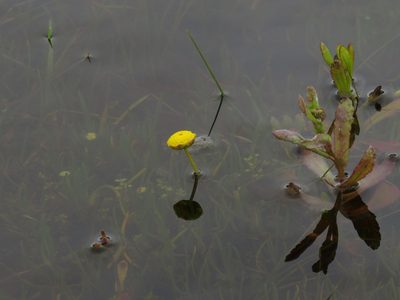 Cotula vulgaris, photographed by Jeremy Gilmore