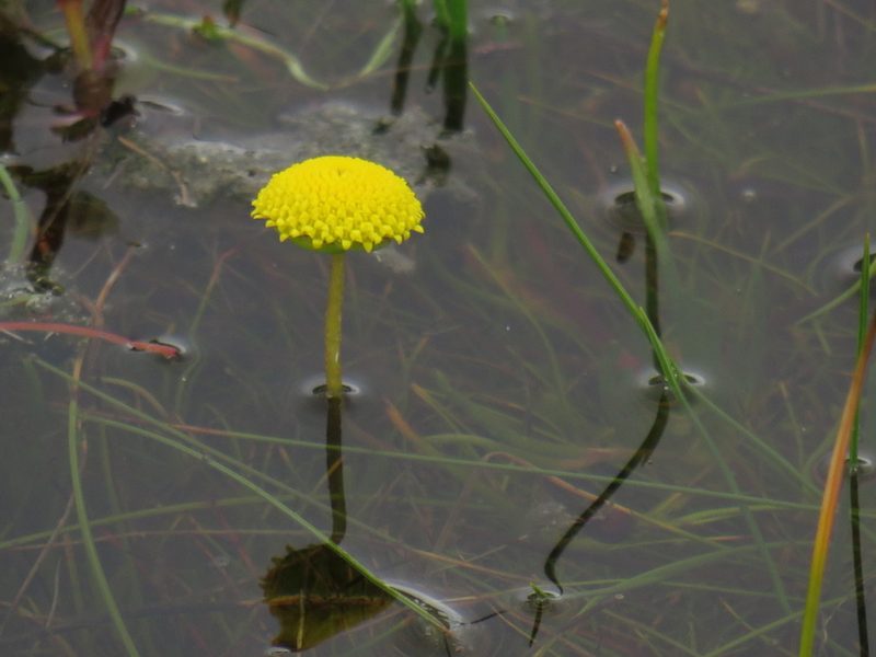 Cotula vulgaris, photographed by Jeremy Gilmore