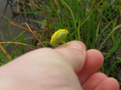 Cotula vulgaris, photographed by Jeremy Gilmore