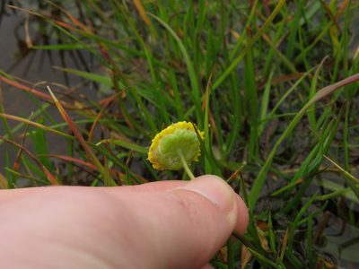 Cotula vulgaris, photographed by Jeremy Gilmore