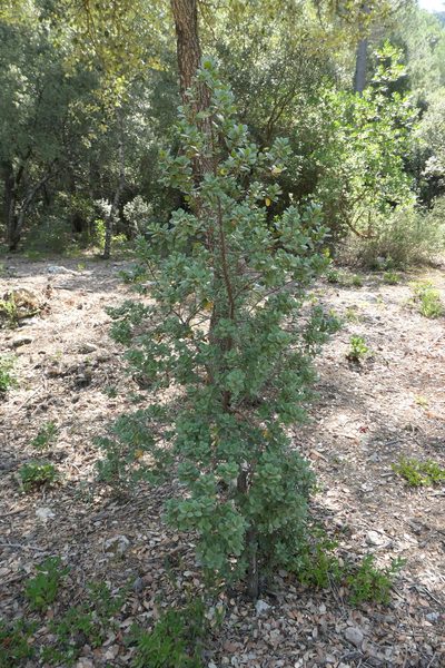 Rhamnus ludovici-salvatoris, photographed by Rafael Medina