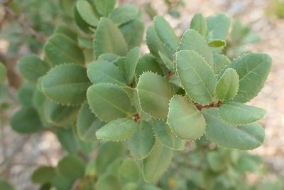 Rhamnus ludovici-salvatoris, photographed by Rafael Medina