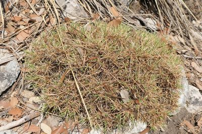Astragalus balearicus, photographed by Rafael Medina