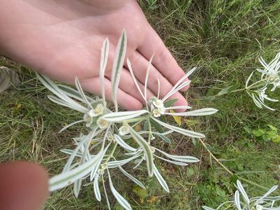 Euphorbia bicolor, photographed by Haley Daniels