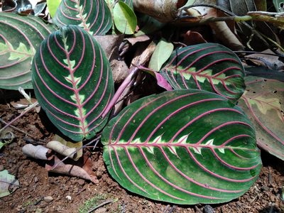 Maranta leuconeura, photographed by Karthik Thrikkadeeri