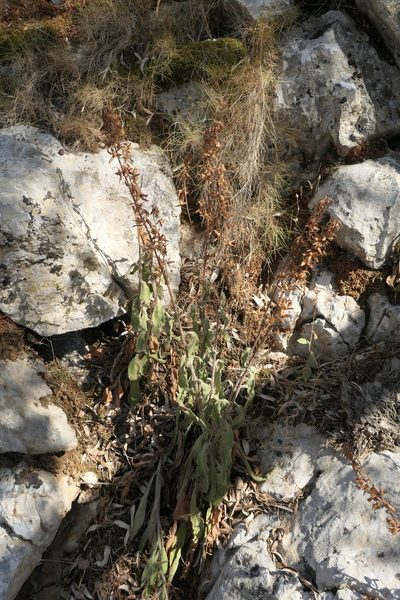 Digitalis minor, photographed by Rafael Medina