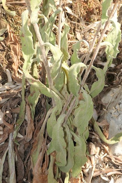 Digitalis minor, photographed by Rafael Medina