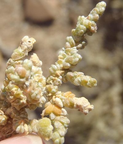 Caroxylon tuberculatum, photographed by Nicola van Berkel