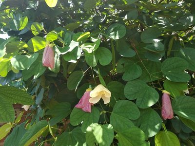 Bauhinia tomentosa, photographed by Karthik Thrikkadeeri