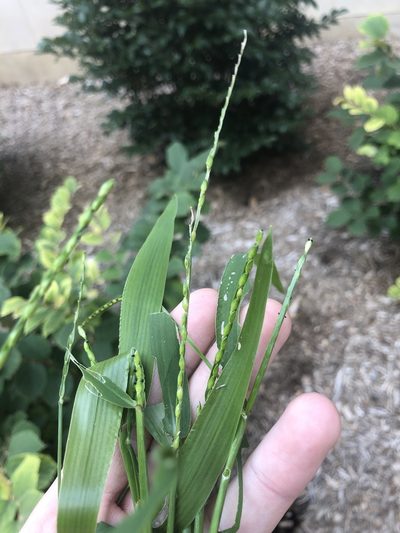 Urochloa platyphylla, photographed by John Kees