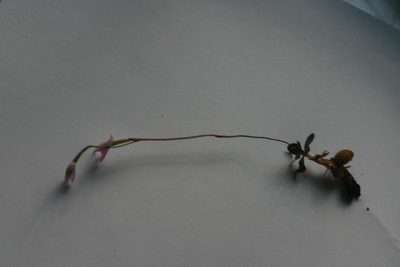 Disa bifida, photographed by jillblignaut