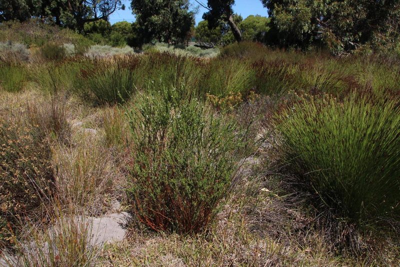 Gnidia spicata, photographed by Tony Rebelo