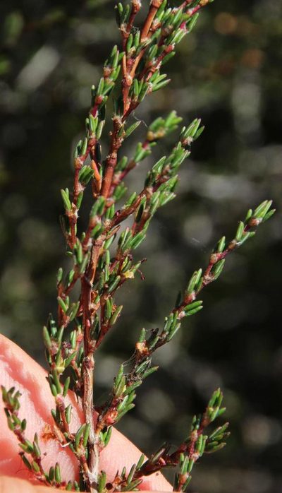 Cliffortia ericifolia, photographed by Tony Rebelo