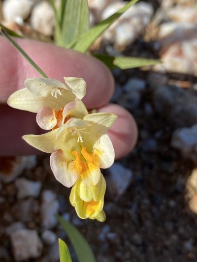 Freesia refracta, photographed by Dave U