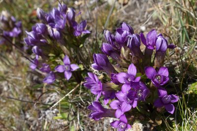 Gentianella campestris, photographed by Matteo Piccinini