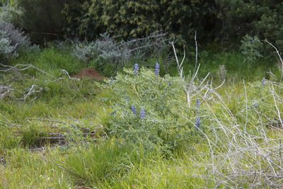Lupinus cosentinii, photographed by Tony Rebelo