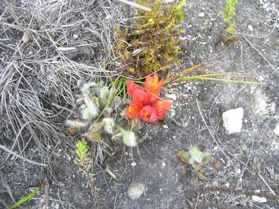 Harveya bolusii, photographed by jillblignaut