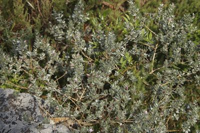 Podalyria sericea, photographed by Tony Rebelo