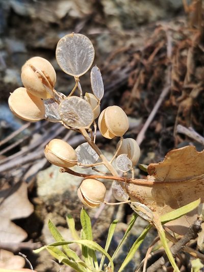 Alyssoides utriculata, photographed by Irene Saltini