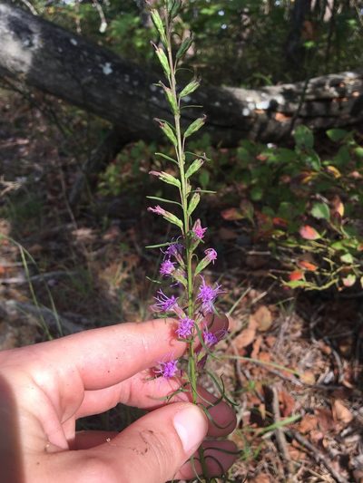 Liatris microcephala, photographed by Jessica